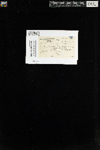 Rhodobryum roseum image