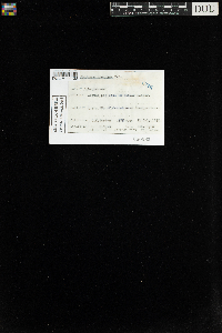 Sphagnum recurvum image