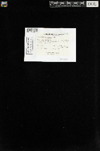 Sphagnum recurvum image