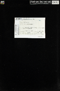 Sphagnum recurvum image