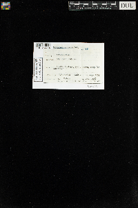 Sphagnum recurvum image