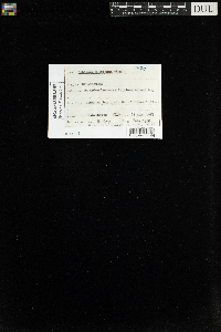 Sphagnum wulfianum image