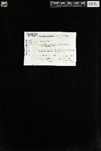 Sphagnum wulfianum image