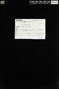 Sphagnum recurvum image