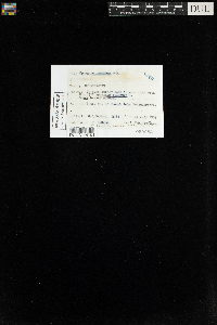 Sphagnum recurvum image