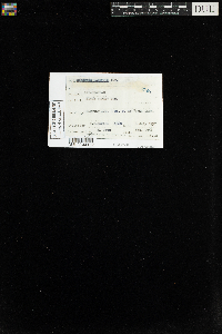 Sphagnum recurvum image