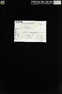 Sphagnum recurvum image