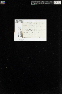 Media resource of Tetralophozia setiformis