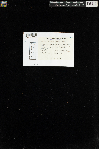 Tetralophozia setiformis image