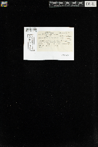 Tetraphis pellucida image