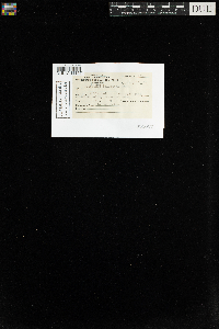 Tetraphis pellucida image