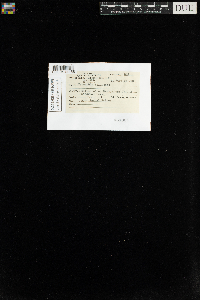 Tetraphis pellucida image