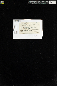 Tetraphis pellucida image