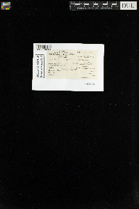 Tetraphis pellucida image