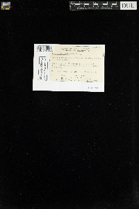 Tetraphis pellucida image