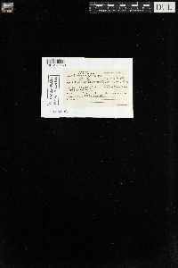 Media resource of Abietinella abietina