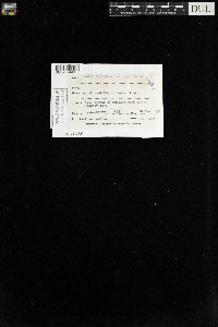 Trematodon ambiguus image