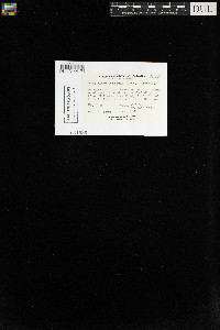 Trematodon ambiguus image