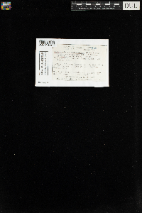 Tritomaria quinquedentata image