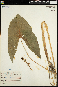 Sagittaria latifolia image