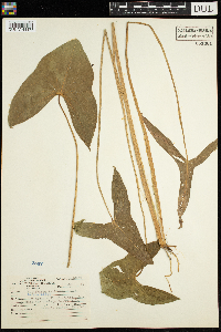 Sagittaria latifolia image