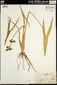 Sagittaria latifolia image