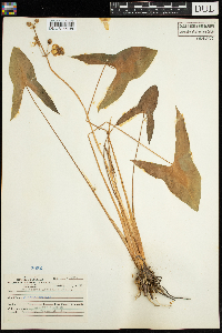 Sagittaria latifolia image