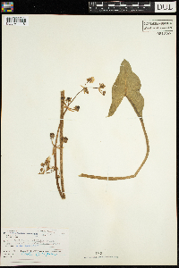 Sagittaria latifolia image