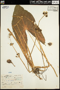 Sagittaria latifolia image