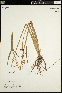 Sagittaria latifolia image