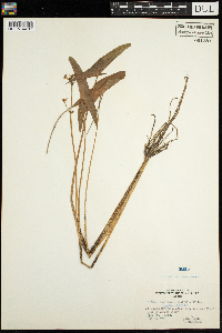 Sagittaria latifolia image