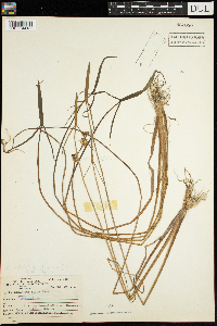 Sagittaria rigida image