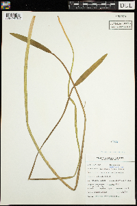 Sagittaria rigida image