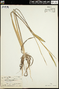Sagittaria rigida image