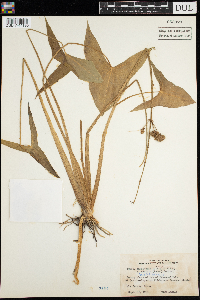 Media resource of Sagittaria latifolia