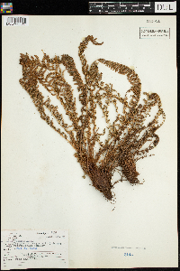 Dryopteris fragrans image