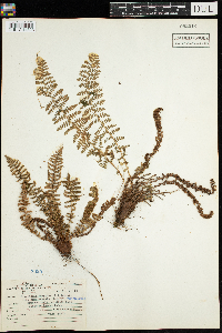 Dryopteris fragrans image