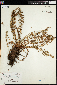 Dryopteris fragrans image