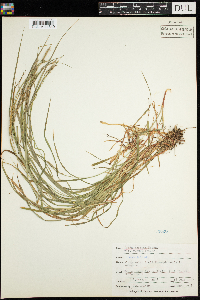 Carex debilis image