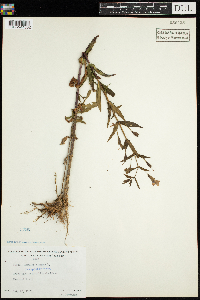 Mimulus ringens image