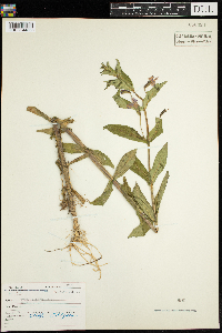 Mimulus ringens image