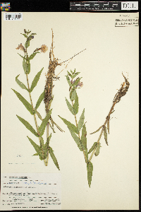 Mimulus ringens image