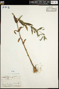 Mimulus ringens image