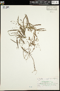 Veronica scutellata image