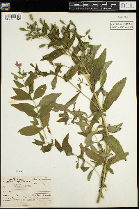 Mimulus ringens image