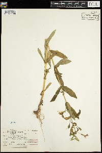 Mimulus ringens image