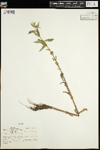 Mimulus ringens image