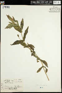 Mimulus ringens image