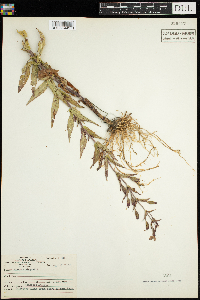 Mimulus ringens image