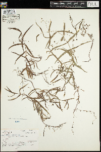 Veronica scutellata image